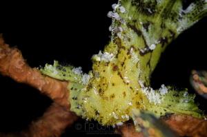 P A P E R - F I S H
Leaf scorpionfish (Taenianotus triac... by Irwin Ang 